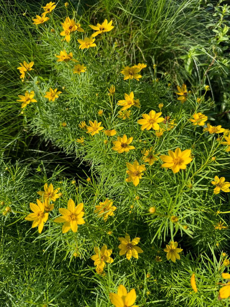 Threadleaf Tickseed 'Zagreb'