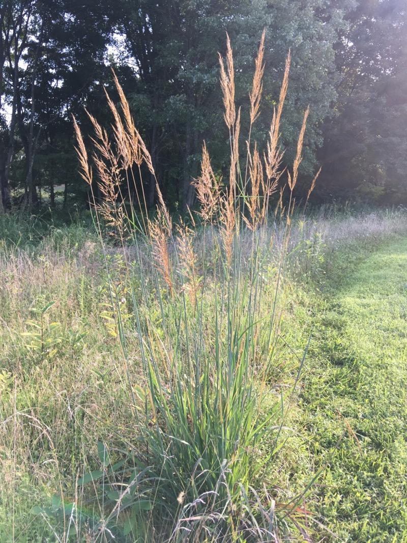 Indian Grass