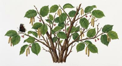 American Hazelnut (Corylus americana), colorful illustration