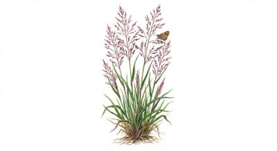 Purple Lovegrass (Eragrostis spectabilis), colorful illustration