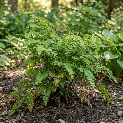 Maidenhair Fern (Adiantum pedatum)
