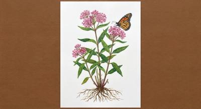 Local Swamp Milkweed (Asclepias incarnata var. pulchra), colorful illustration