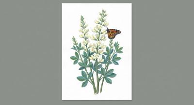 White Wild Indigo (Baptisia alba), colorful illustration