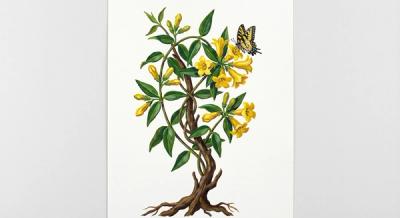 Carolina Jessamine (Gelsemium sempervirens), colorful illustration