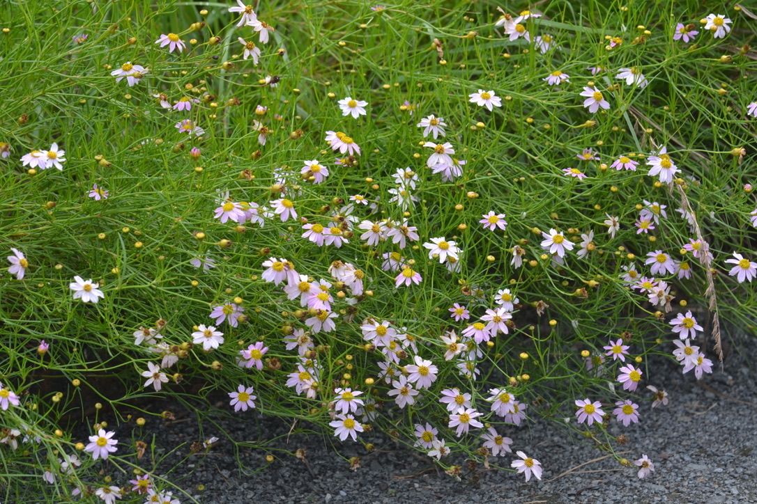 Pink Tickseed, additional view