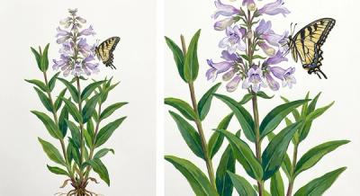 Beardtongue (Penstemon digitalis), colorful illustration
