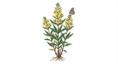 Lance-leaved Loosestrife (Lysimachia lanceolata), colorful illustration