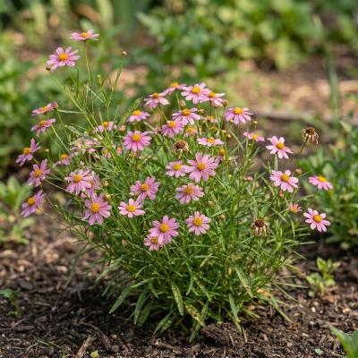 Pink Tickseed (Coreopsis rosea)