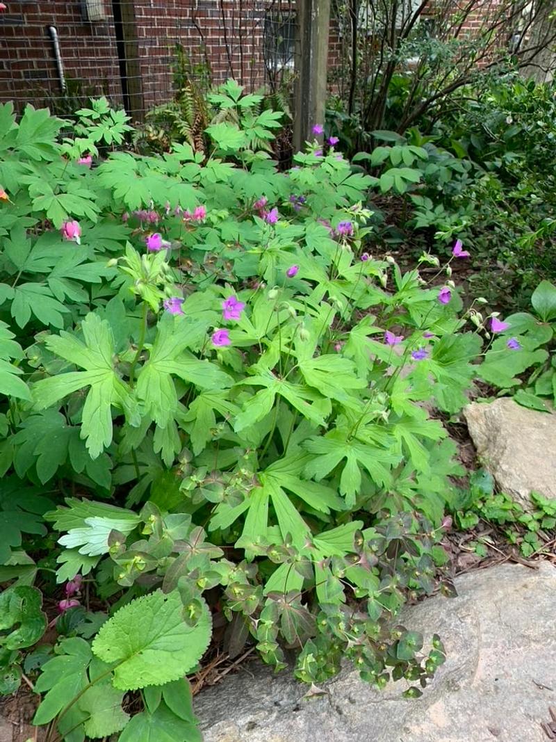 Wild Geranium