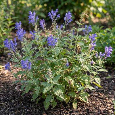 Downy Skullcap (Scutellaria incana)