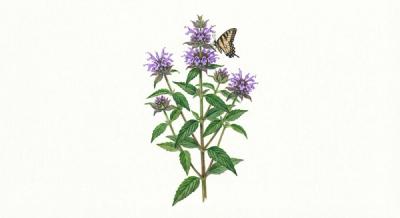 Downy Wood Mint (Blephilia ciliata), colorful illustration