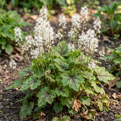Foamflower (Tiarella cordifolia)