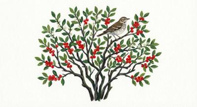 Winterberry (Ilex verticillata), colorful illustration