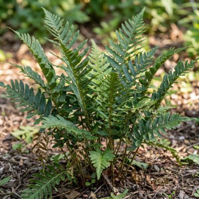 Eastern Woodfern (Dryopteris marginalis)