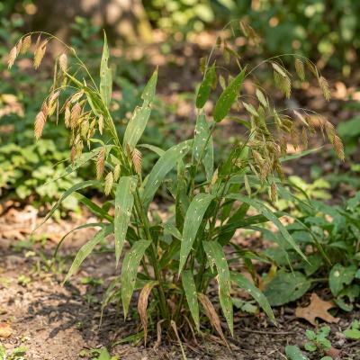 River Oats (Chasmanthium latifolium)