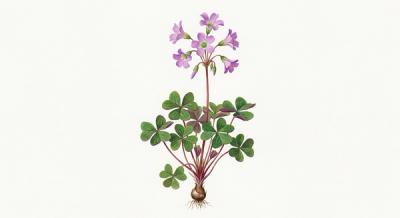Violet Wood Sorrel (Oxalis violacea), colorful illustration