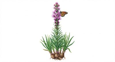Rough Gayfeather (Liatris aspera), colorful illustration