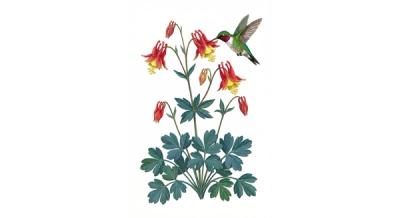 Dwarf Columbine 'Little Lanterns' (Aquilegia canadensis 'Little Lanterns'), colorful illustration