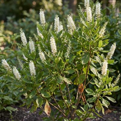 Dwarf Summersweet '16 Candles' (Clethra alnifolia '16 Candles')