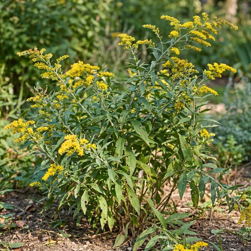 Bluestem Goldenrod