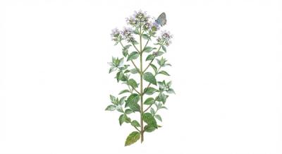Hoary Mountain Mint (Pycnanthemum incanum), colorful illustration
