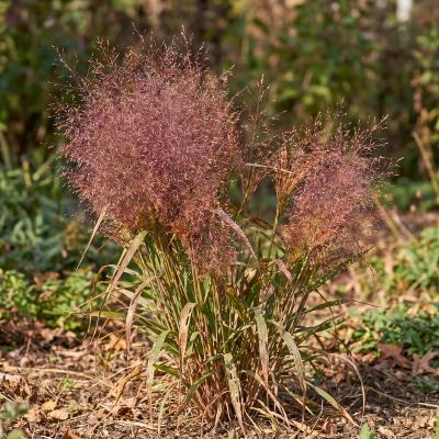 Purple Lovegrass (Eragrostis spectabilis)