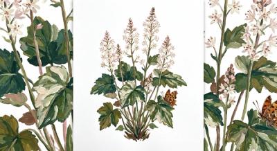 Foamflower (Tiarella cordifolia), colorful illustration