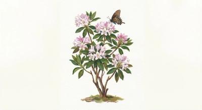 Pinxterbloom Azalea (Rhododendron periclymenoides), colorful illustration