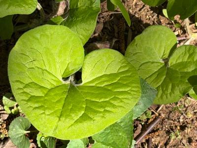 Wild Ginger (Asarum canadense)