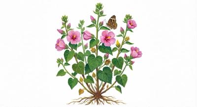 Seashore Mallow (Kosteletzkya virginica), colorful illustration