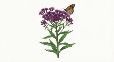 New York Ironweed (Vernonia noveboracensis), colorful illustration
