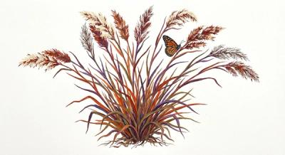 Little Bluestem (Schizachyrium scoparium), colorful illustration