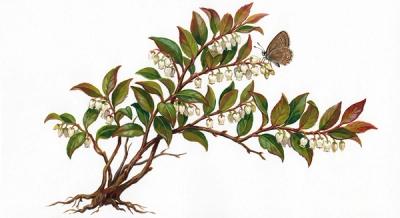 Coastal Doghobble (Leucothoe axillaris), colorful illustration
