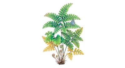 Maidenhair Fern (Adiantum pedatum), colorful illustration