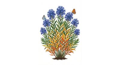 Dwarf Bluestar 'Blue Ice' (Amsonia 'Blue Ice'), colorful illustration