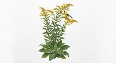 Roughleaf Goldenrod 'Fireworks' (Solidago rugosa 'Fireworks'), colorful illustration