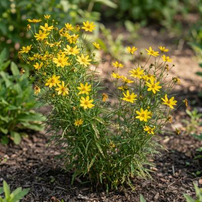 Threadleaf Tickseed 'Zagreb' (Coreopsis verticillata 'Zagreb')
