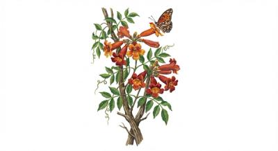 Crossvine (Bignonia capreolata), colorful illustration