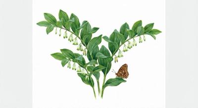 Solomon's Seal (Polygonatum biflorum), colorful illustration