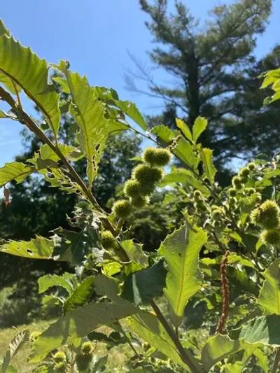 Chinkapin (Castanea pumila)