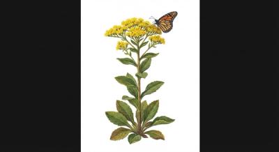 Stiff Goldenrod (Solidago rigida), colorful illustration
