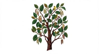 Sweet Birch (Betula lenta), colorful illustration