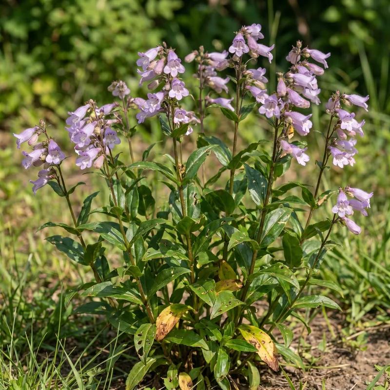 Calico Penstemon