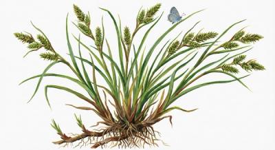 Gray's Sedge (Carex grayi), colorful illustration