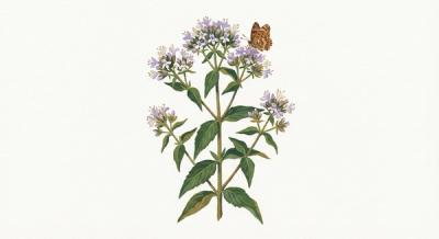 Virginia Mountain Mint (Pycnanthemum virginianum), colorful illustration