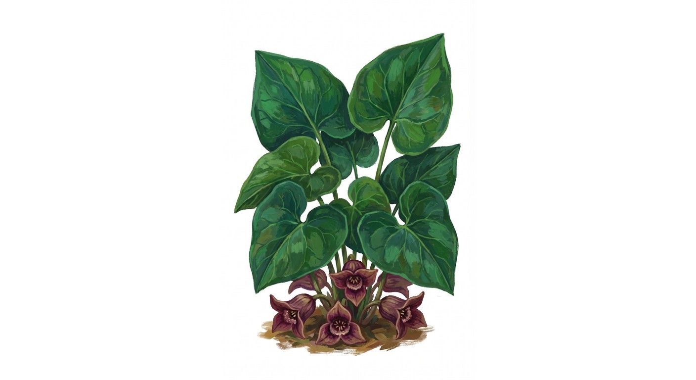 Wild Ginger (Asarum canadense), colorful illustration