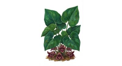 Wild Ginger (Asarum canadense), colorful illustration