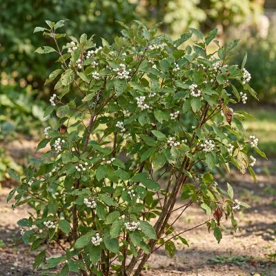 Redtwig Dogwood (Cornus sericea)