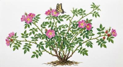 Pasture Rose (Rosa carolina), colorful illustration