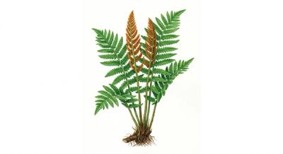 Cinnamon Fern (Osmundastrum cinnamomeum), colorful illustration